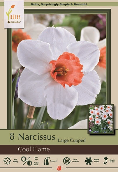 Narcissus 8pk Cool Flame