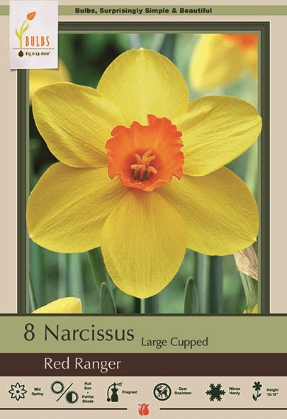 Narcissus 8pk Red Ranger