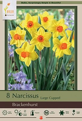 Narcissus 8pk Brackenhurst