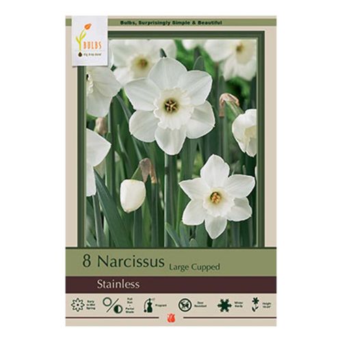 Narcissus 6pk Stainless