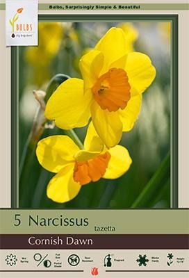 Narcissus 5pk Cornish Dawn