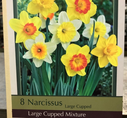 Narcissus 8pk Lg Cupped Mix OTB