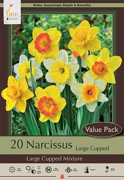 Narcissus 20pk Lg Cupped Mix OTB