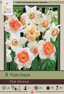 Narcissus 15pk Pink Mixture