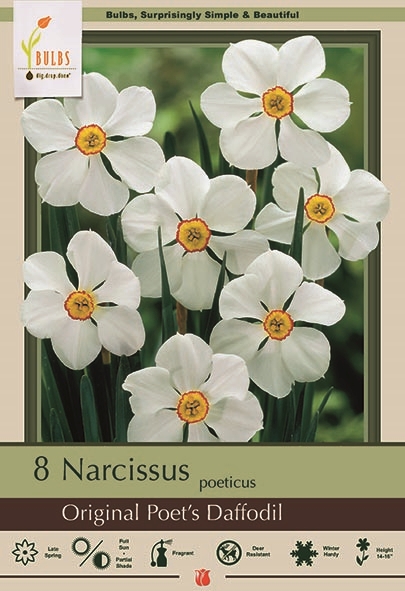 Narcissus 8pk Original Poets