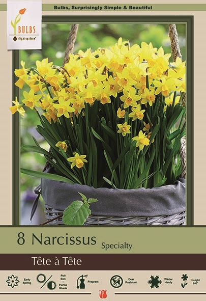 Narcissus 7pk Tete A Tete