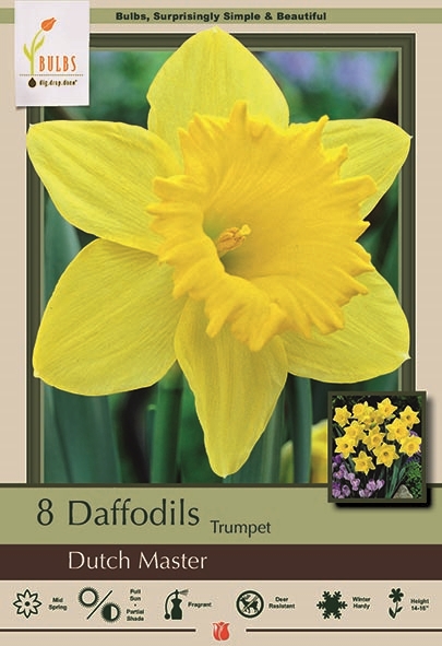 Daffodil 8pk Dutch Master