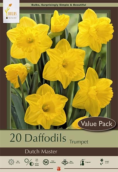 Narcissus 20pk Dutch Master