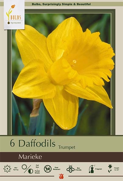 Narcissus 6pk Marieke