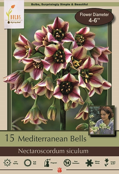 Mediterranean Bells 15pk