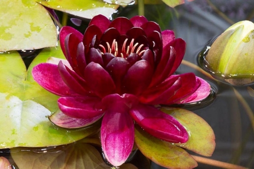 8" Water Lily Almost Black