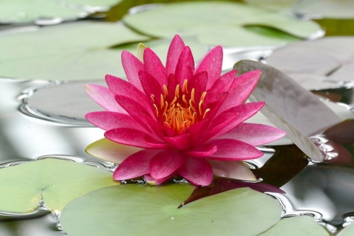 4" Water Lily Attraction
