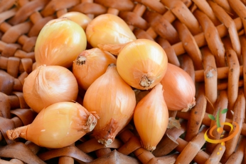 Onion Set Shallot Yel Dutch /#