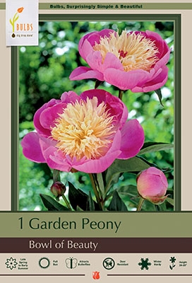 Peony 1P Bowl of Beauty