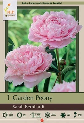 Peony 1pk Sarah Bernhardt