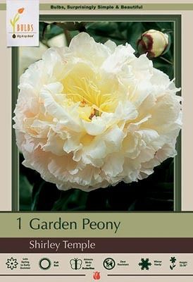 Peony 1pk Shirley Temple