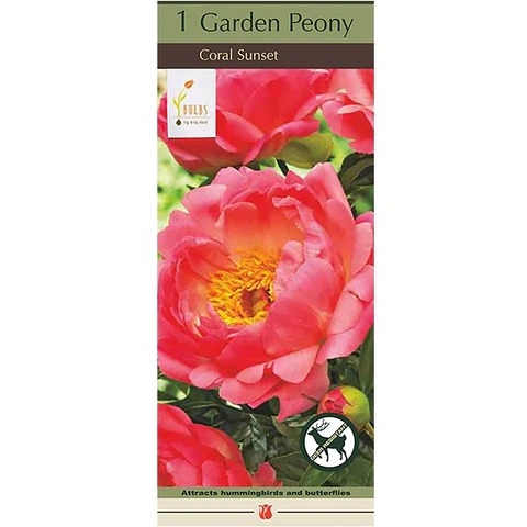 Peony 1P Coral Sunset