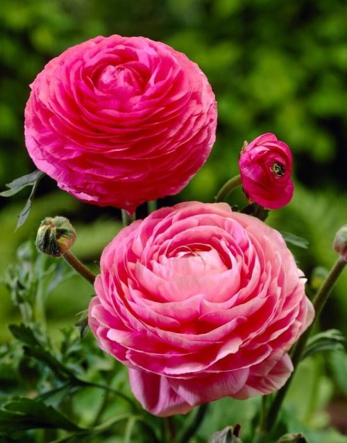 Ranunculus 10P Aviv Pink