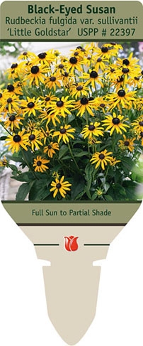 Rudbeckia 3P Goldsturm