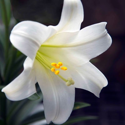 EASTER LILY 6in
