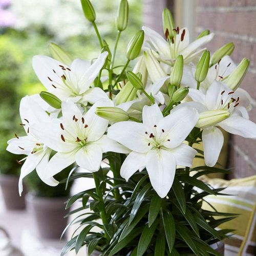 LILY ASIATIC 6in