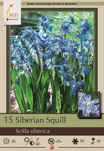 Scilla 15pk Siberian Squill