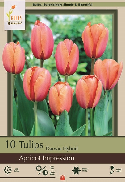 Tulip 10pk Apricot Impression