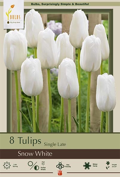 Tulip 8pk Snow White