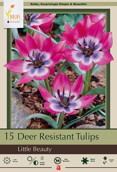 Tulip 15pk Little Beauty