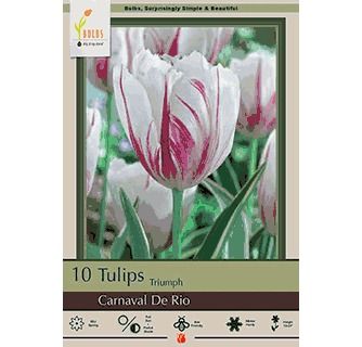 Tulip 10pk Carnaval De Rio