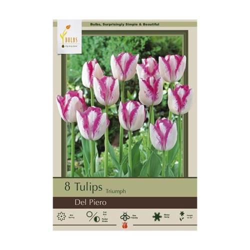 Tulip 8pk Del Pierro
