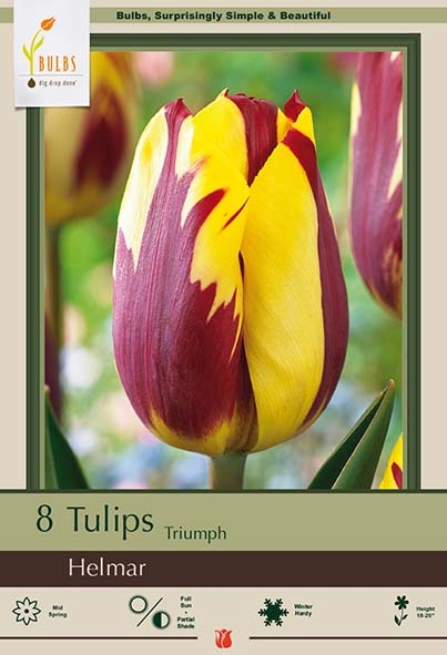 Tulip 8pk Helmar