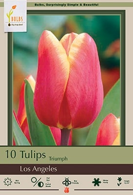 Tulip 8pk Los Angeles