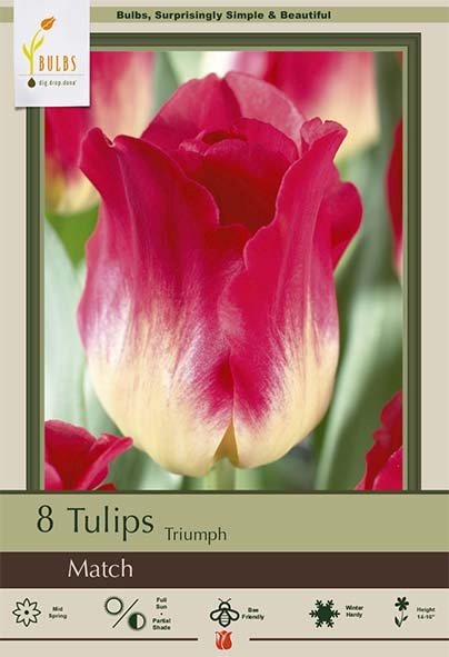 Tulip 10pk Match