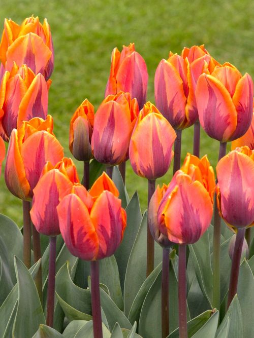 Tulip 7pk Princess Irene