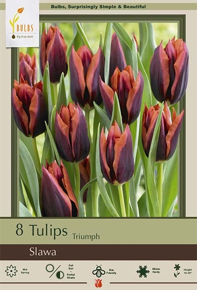 Tulip 7pk Slawa
