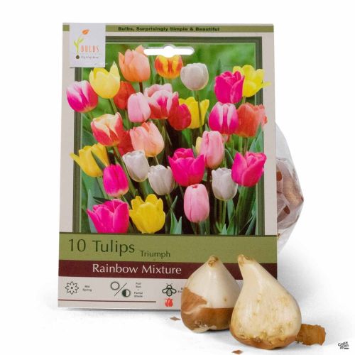 Tulip 7pk Rainbow Mix