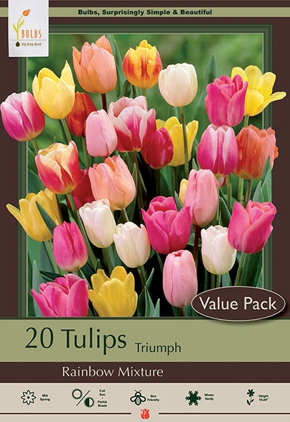 Tulip 20pk Rainbow Mix in OTB