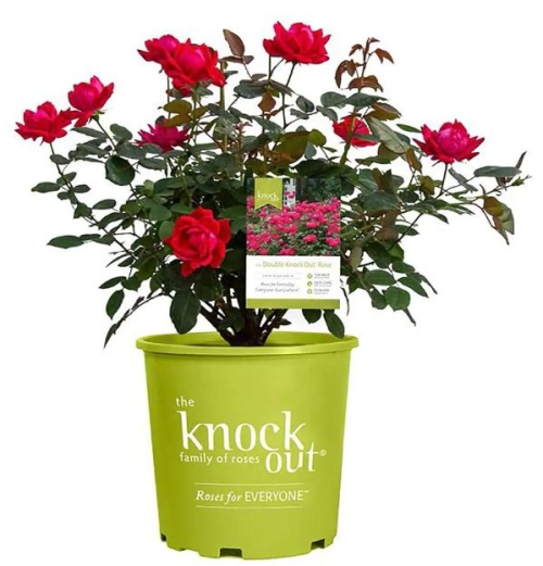 Rose Knockout Double Pink 3G