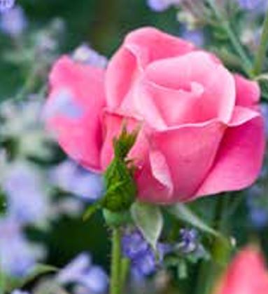 Rose Shrub Knockout Double Pink 3G