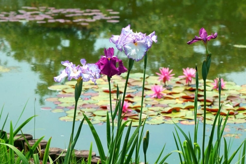 8" Aquatic Planter Iris Hardy