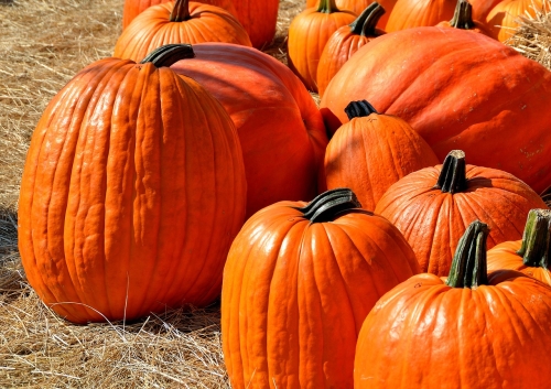 Pumpkins Priced As Marked