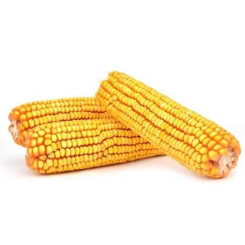 Aspen Song 20# Cob Corn