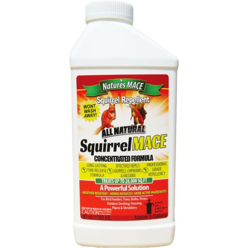 Squirrel Mace 40Oz Conc Repel