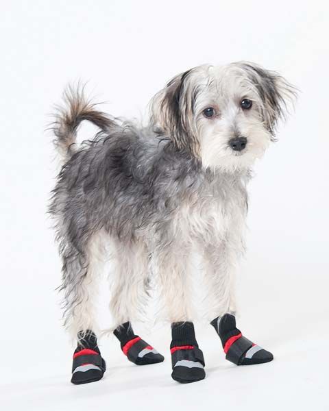 Dog Boot Ext Xxs All Weather