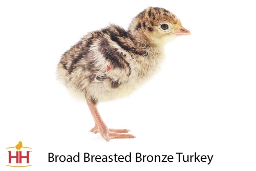 Turkey Broad Breasted Bronze Straight Run