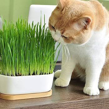 4" Cat Grass Pot