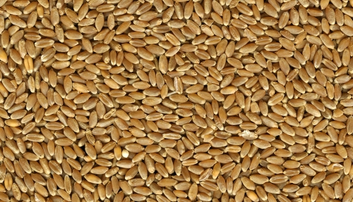 RED FEED WHEAT 50# Whole