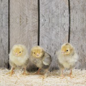Buff Brahma Pullet