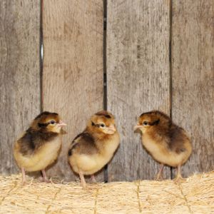 Live Cream Legbar Pullet